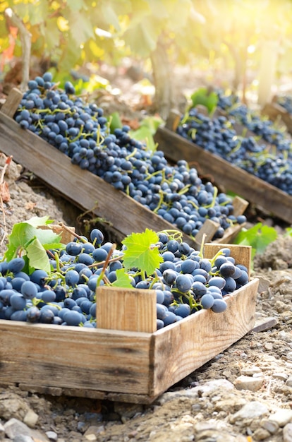 Caixas de madeira tolas de uvas colhidas no vinhedo à noite