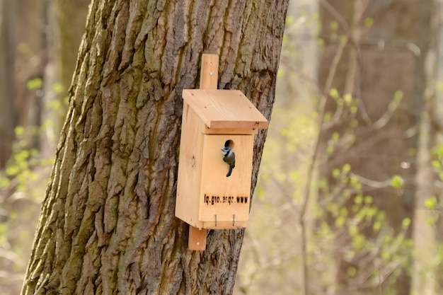 Caja de anidación en árbol para aves