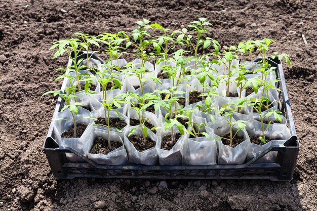 Caja con brotes verdes jóvenes de planta de tomate