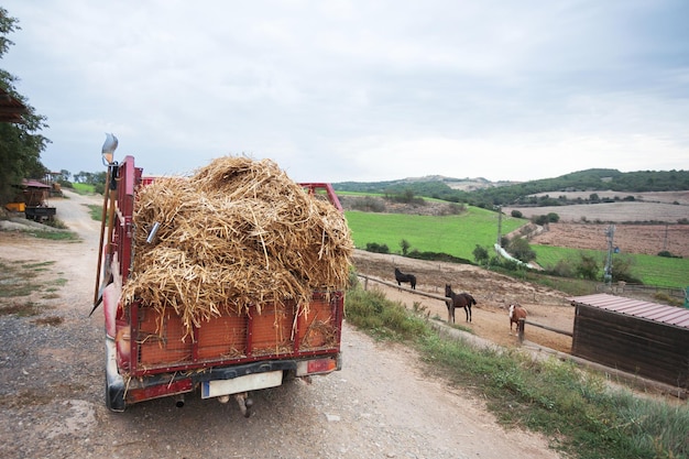 Foto caja de una camioneta llena de paja preparada para entregar alimento a los caballos