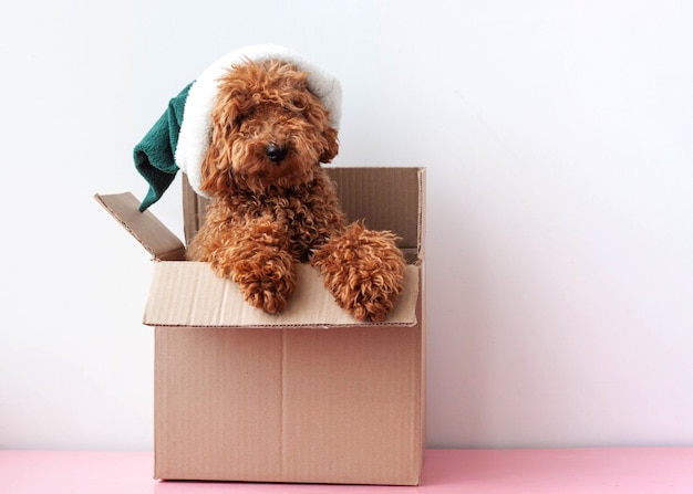 En una caja de cartón se encuentra un perro, un caniche en miniatura con un sombrero de elfo.