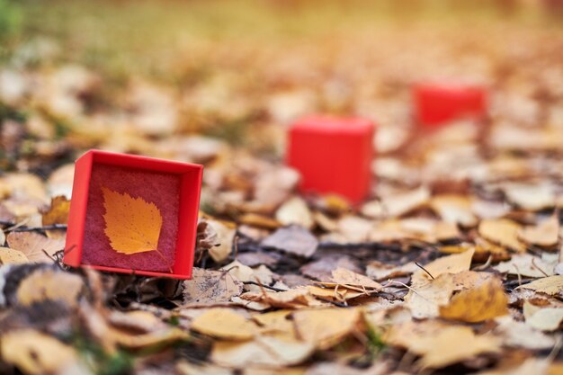 Caja con hoja de otoño sobre follaje