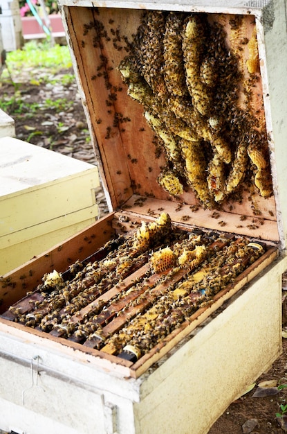 Caja de madera para la casa de las abejas en la granja de abejas en Phrae Tailandia