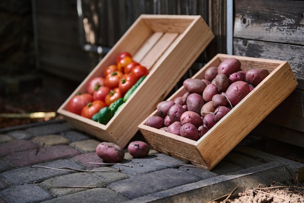 Caja de madera con cultivo cosechado de papas rosadas y caja con tomates y pepinos jugosos maduros sobre fondo rústico