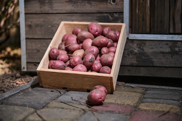 Caja de madera ecológica con cosecha fresca de papas rojas a la venta en el mercado de agricultores Agronegocios Verduras orgánicas