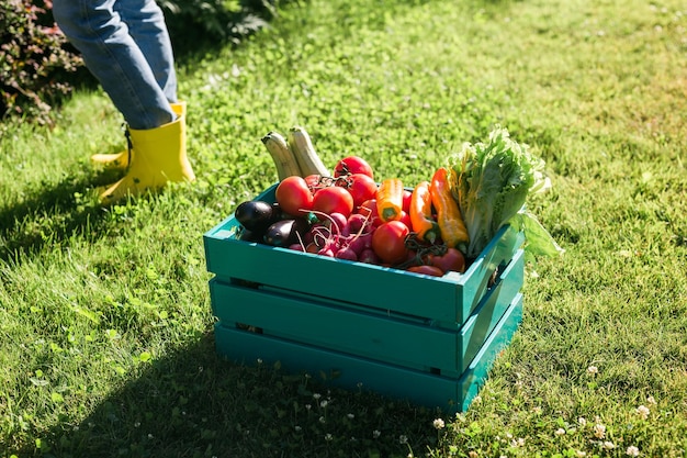 Caja de madera llena de verduras frescas en la cosecha y jardinería del jardín.