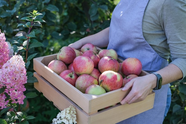 Caja de madera con manzanas rojas maduras en manos femeninas cosechando