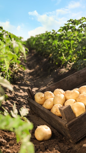 Foto caja de madera con patatas crudas en el campo