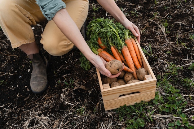 Caja de madera con patatas y zanahorias crudas frescas en manos del agricultor en el suelo negro fértil del campo