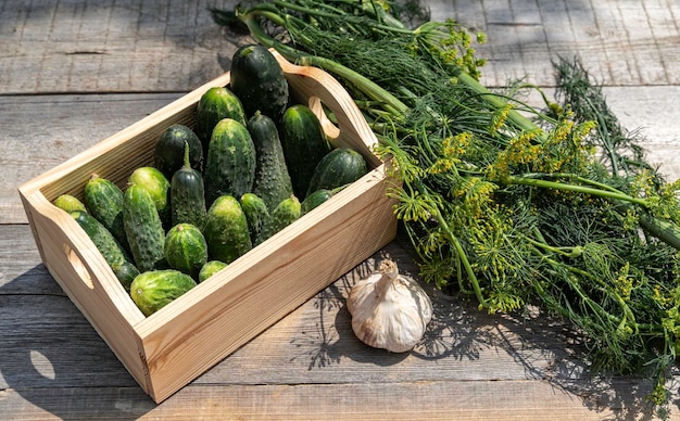 Caja de madera con pepinos en el jardín.