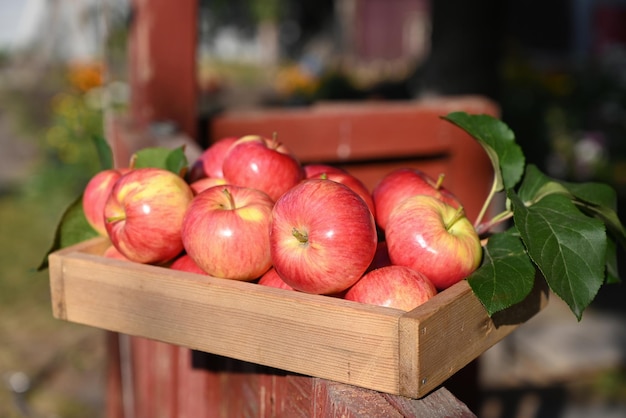 caja de manzanas frescas en una mesa de madera en un jardín