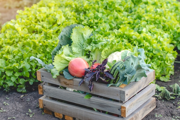 Caja negra con verduras frescas y ensalada verde