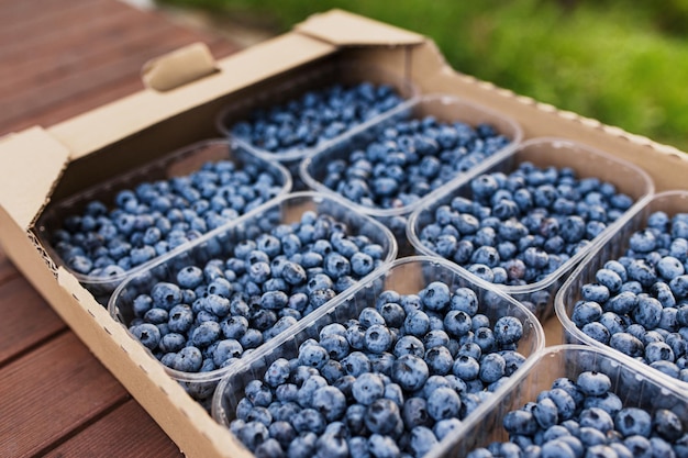 Caja o contenedor con arándanos frescos recolectados Negocios agrícolas