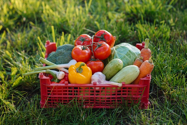 Caja de pantanos con verduras maduras y hermosas recogidas de un jardín ecológico. Estilo de vida saludable. Comida ecológica y saludable.