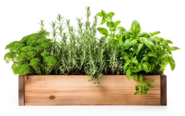 Caja de plantación de madera sobre un fondo blanco