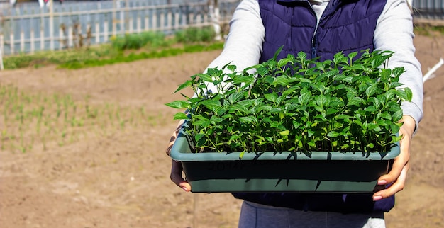 Una caja con plántulas de pimiento en manos de una mujer Plántulas de pimiento