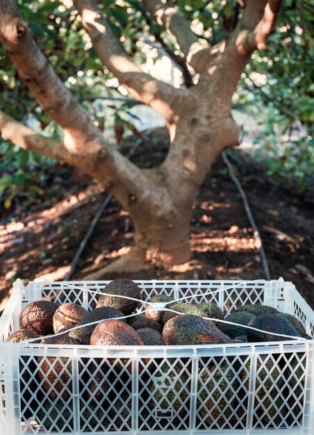 Caja de plástico con aguacate hass cosechado en el campo debajo de un árbol