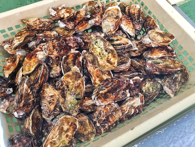 Caja de plástico blanco con ostras crudas frescas recién pescadas