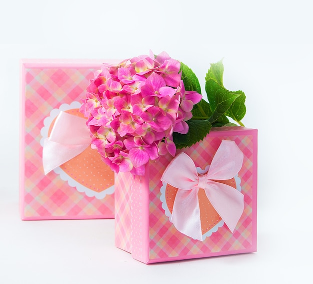 Caja de regalo rosa con dos flores de hortensias. Aislado sobre fondo blanco