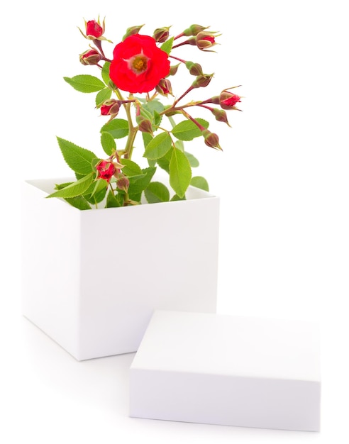 Caja de regalo y rosas