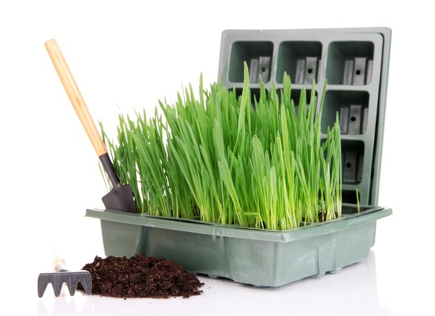 Caja de semillas con plántula aislado en blanco