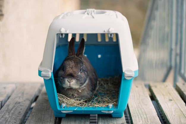 Caja de transporte de conejos mascota encerrada en una jaula cuidando de vacaciones o citas de animales domésticos