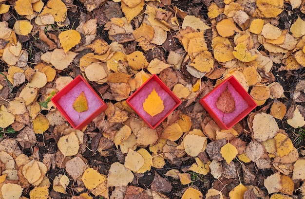 Caja tres con hojas de otoño. Las estaciones del año cambian el concepto, copie el espacio. Símbolo de cambio de pronóstico del tiempo