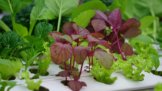 Una caja de verduras con la palabra lechuga