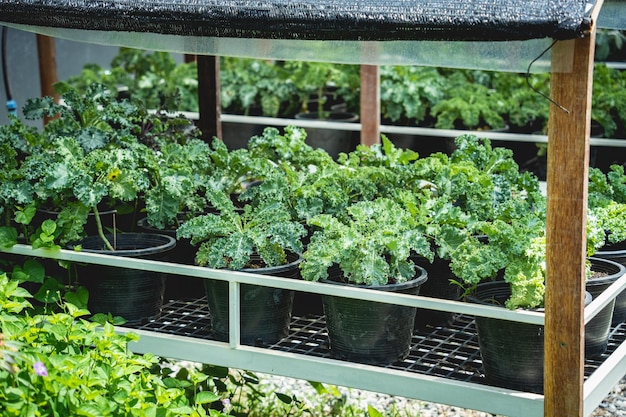 Cajas de cama vegetal con tierra en el jardín orgánico del café.