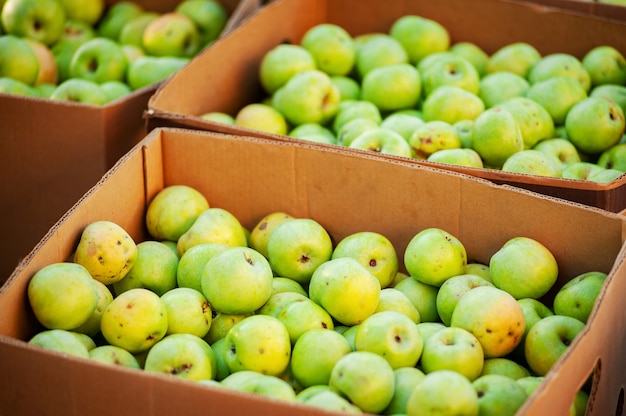 Cajas de cartón llenas de manzanas verdes.