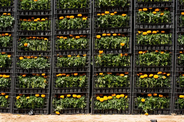 cajas de flores