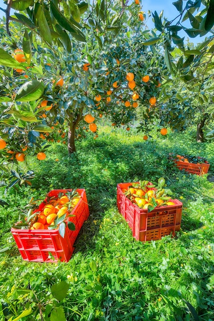 Cajas de frutas de plástico rojo llenas de naranjas junto a naranjos durante la temporada de cosecha en Sicilia Cosecha de naranjas en Sicilia Italia Europa