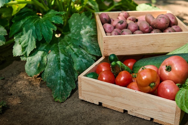 Cajas de madera apiladas de primer plano con cosecha fresca de verduras orgánicas orgánicas de cosecha propia de temporada en la casa de campo