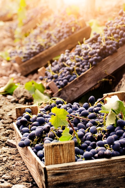 Cajas de madera tontas de uvas cosechadas al atardecer del viñedo