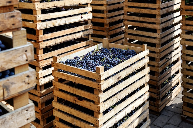 Cajones de madera llenos de uvas negras recién cosechadas apiladas en una bodega lista para ir a las bodegas para la producción de vino en un concepto de viticultura o enología