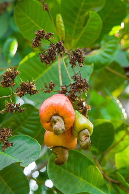 Foto cajueiro com recheio de frutos vermelhos