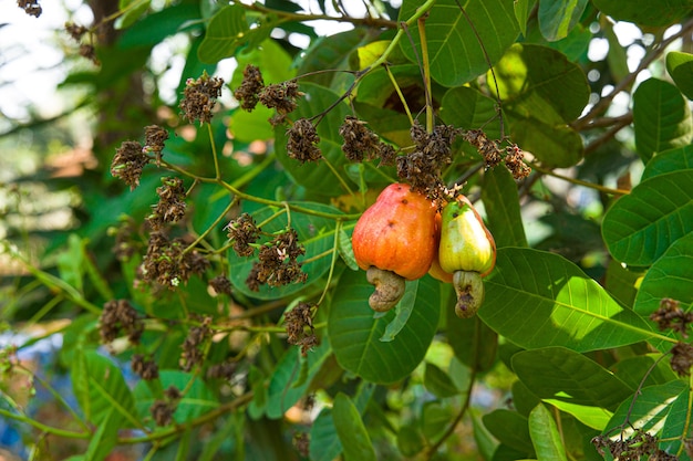 Cajueiro com recheio de frutos vermelhos