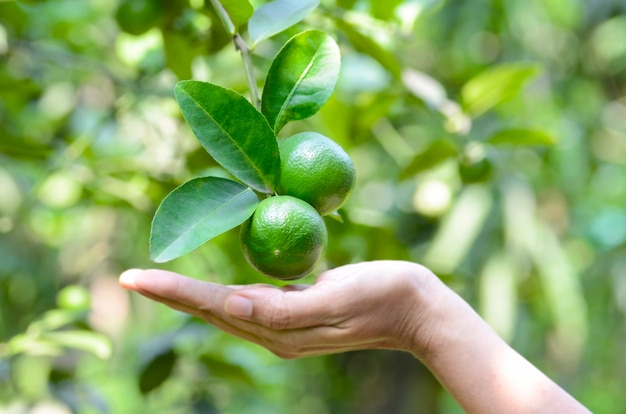 Cal no ramo em pomar orgânico com fundo verde natural