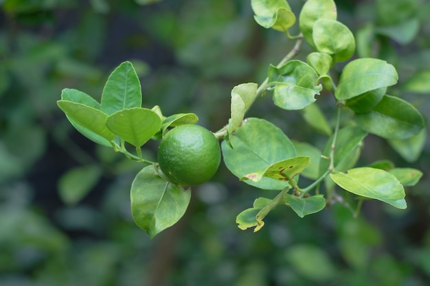 Cal verde na árvore com frutas closeup