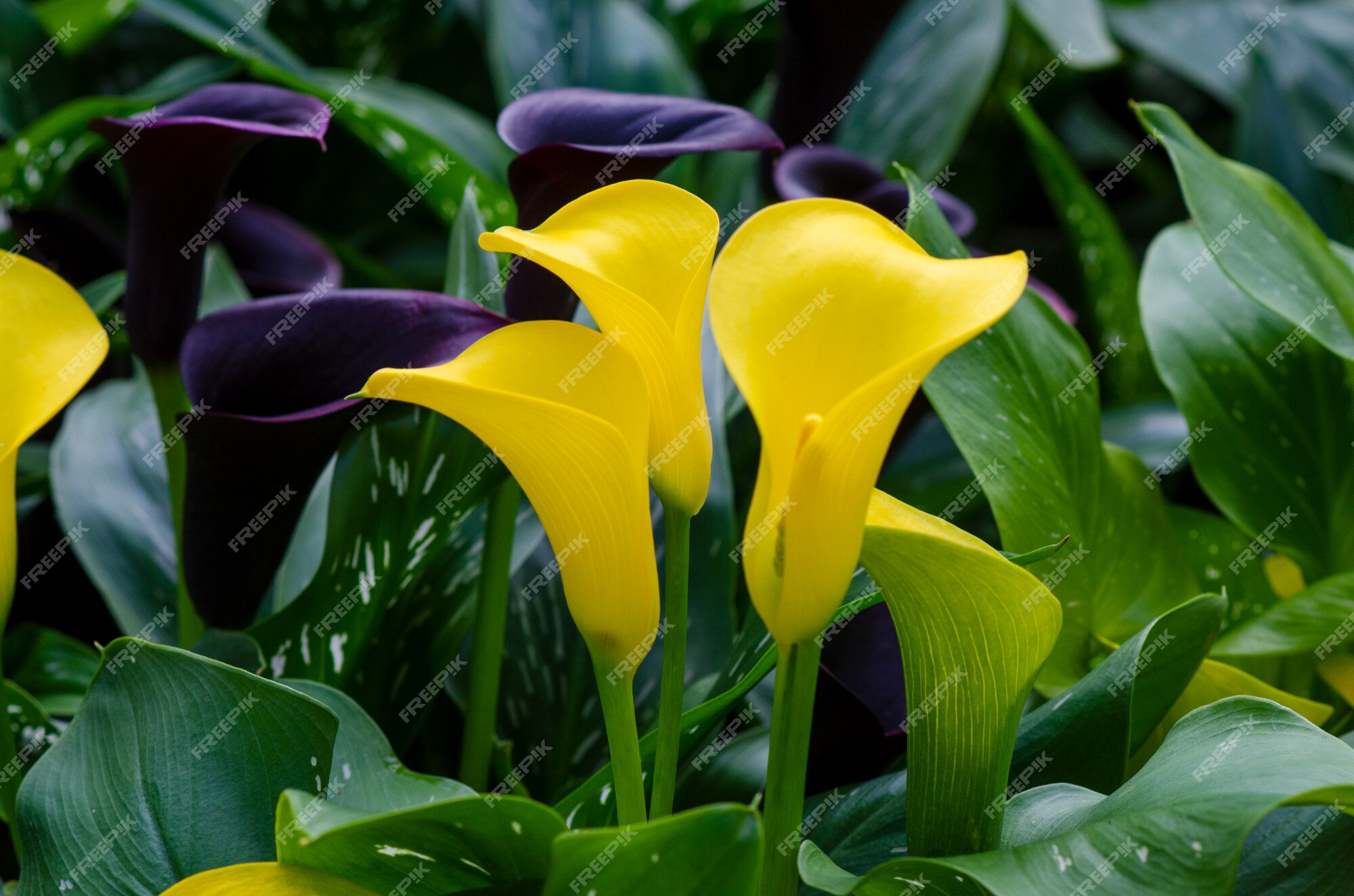 Cala amarillo lirio tres flores en el exuberante jardín de flores | Foto  Premium