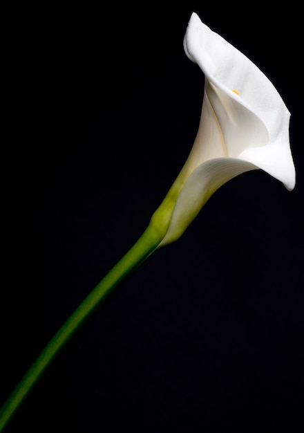 Foto cala lily em fundo preto respeito por robert mapplethorpe