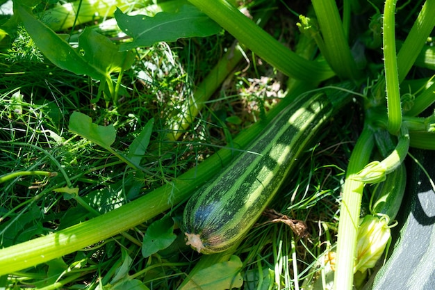 Calabacín Calabacín y calabacín en la cama del jardín en un área suburbana con una granja Cosecha ecológica Jardín ecológico Cultivo de hortalizas