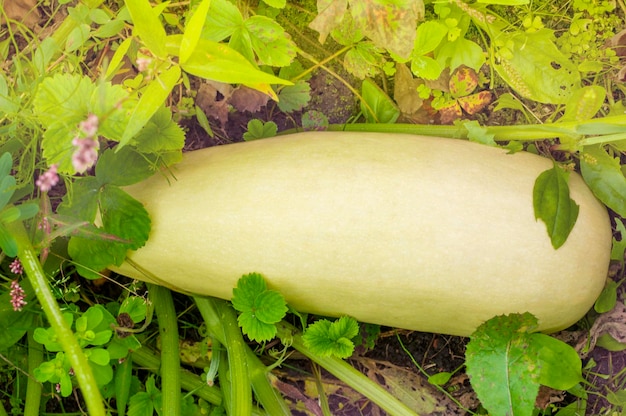 El calabacín crece en el jardín Cosecha de verduras de verano Agricultor Producto ecológico Concepto de cultivo agrícola