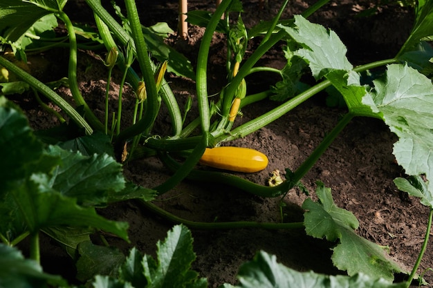 Calabacín en la huerta hortalizas en jardinería