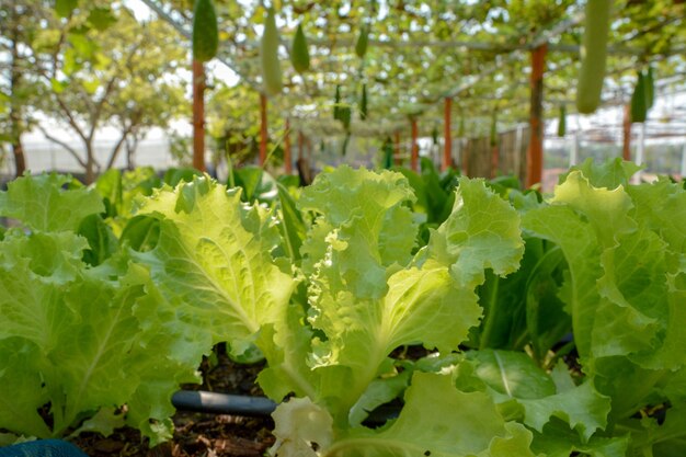 calabacín en el jardín