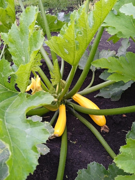 Calabacín joven en cama de verduras en el día de verano