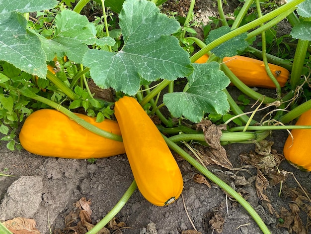 calabacín naranja maduro en el jardín, cosecha otoñal de verduras