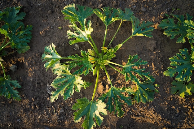 Calabacín vegetal de bush verde en un campo agrícola