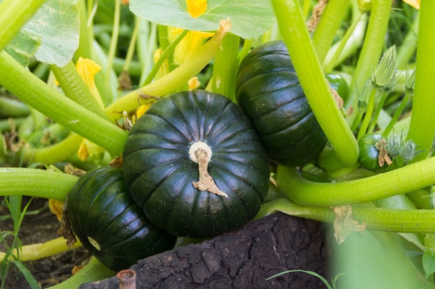 Calabacín verde redondo en la planta de jardín orgánico