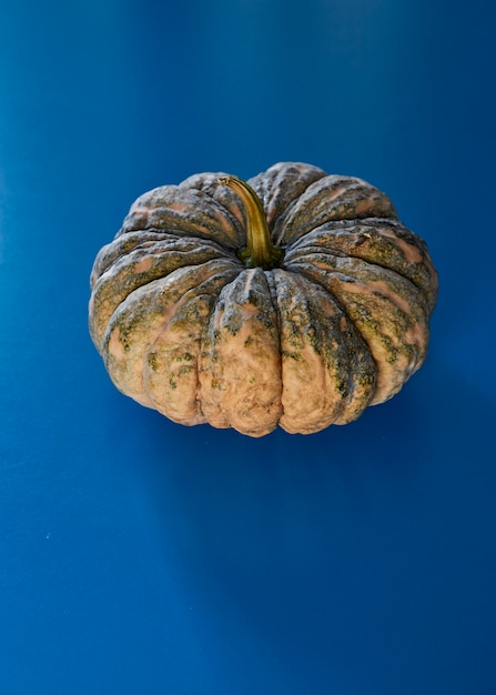 Calabaza de acción de gracias de Halloween verde